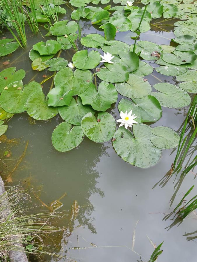 Moara Viselor 호텔 Vaideeni 외부 사진